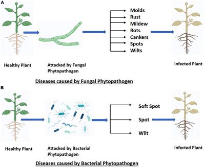 Streptomyces as a promising biological control agents for plant pathogens